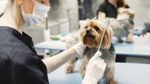 Pet Grooming