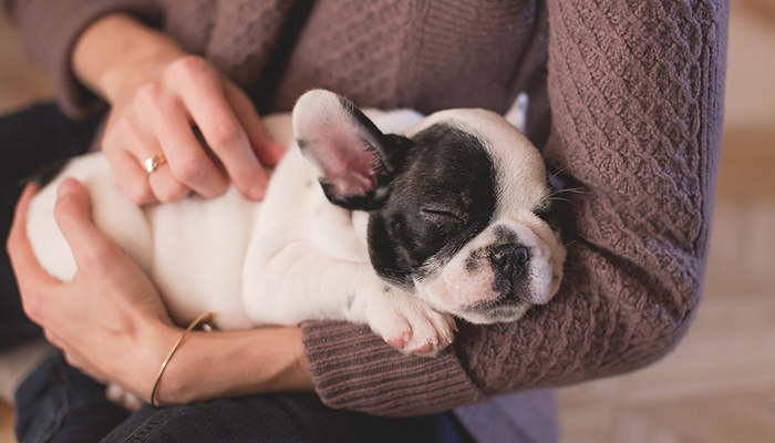 Pet Dog