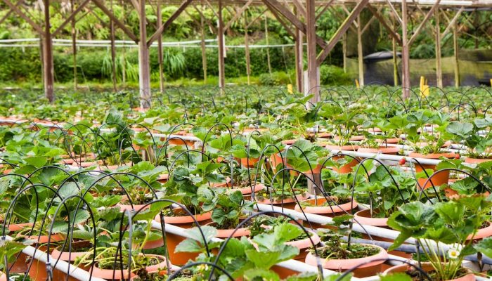 pos for garden center x